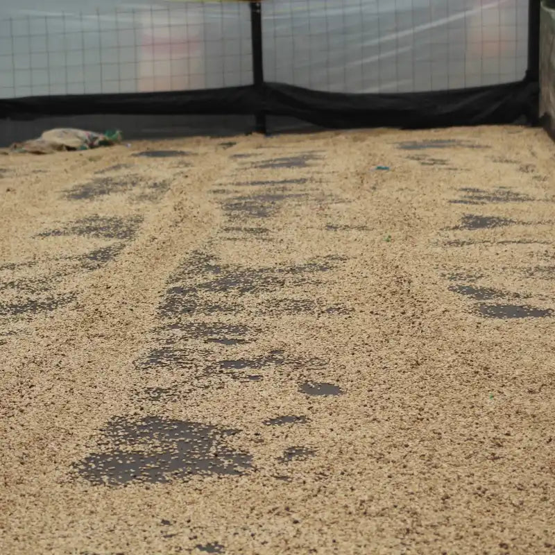 Colombia - Juicy Passion Fruit