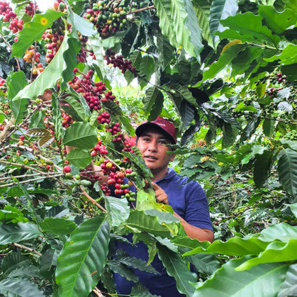Colombia - Tropical Co-Ferment