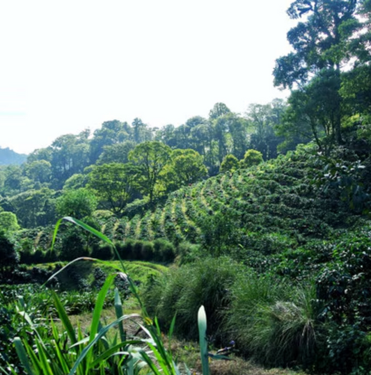 Nicaragua - Anaerobic