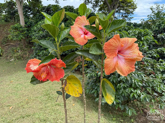 Colombia - Pink Bourbon