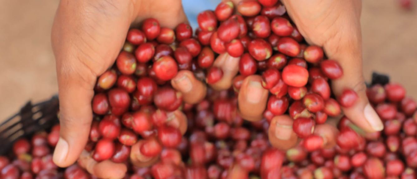 Ethiopia - Washed