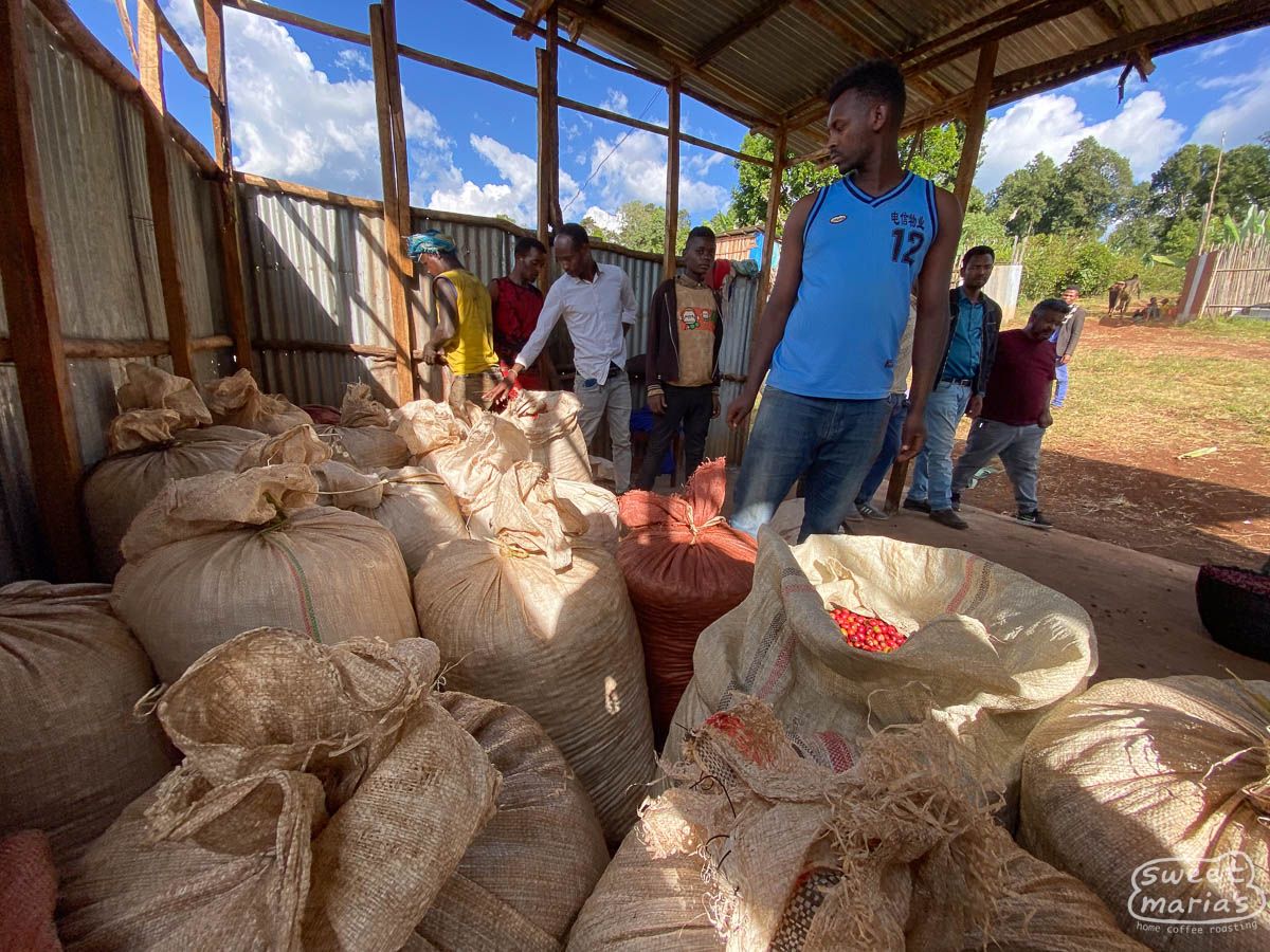 Ethiopia - Washed