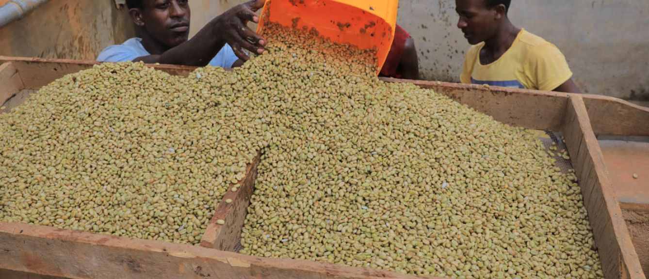 Ethiopia - Washed