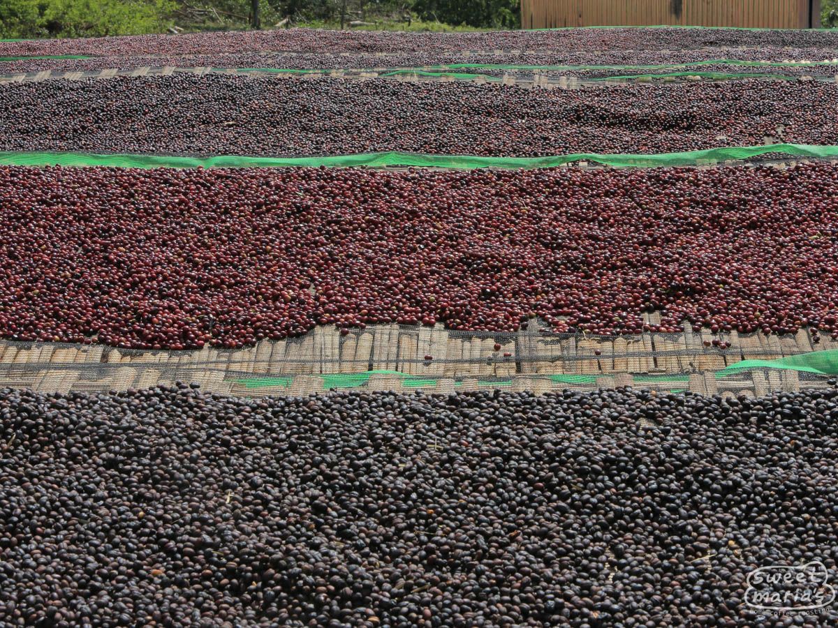 Ethiopia - Dry Process Natural