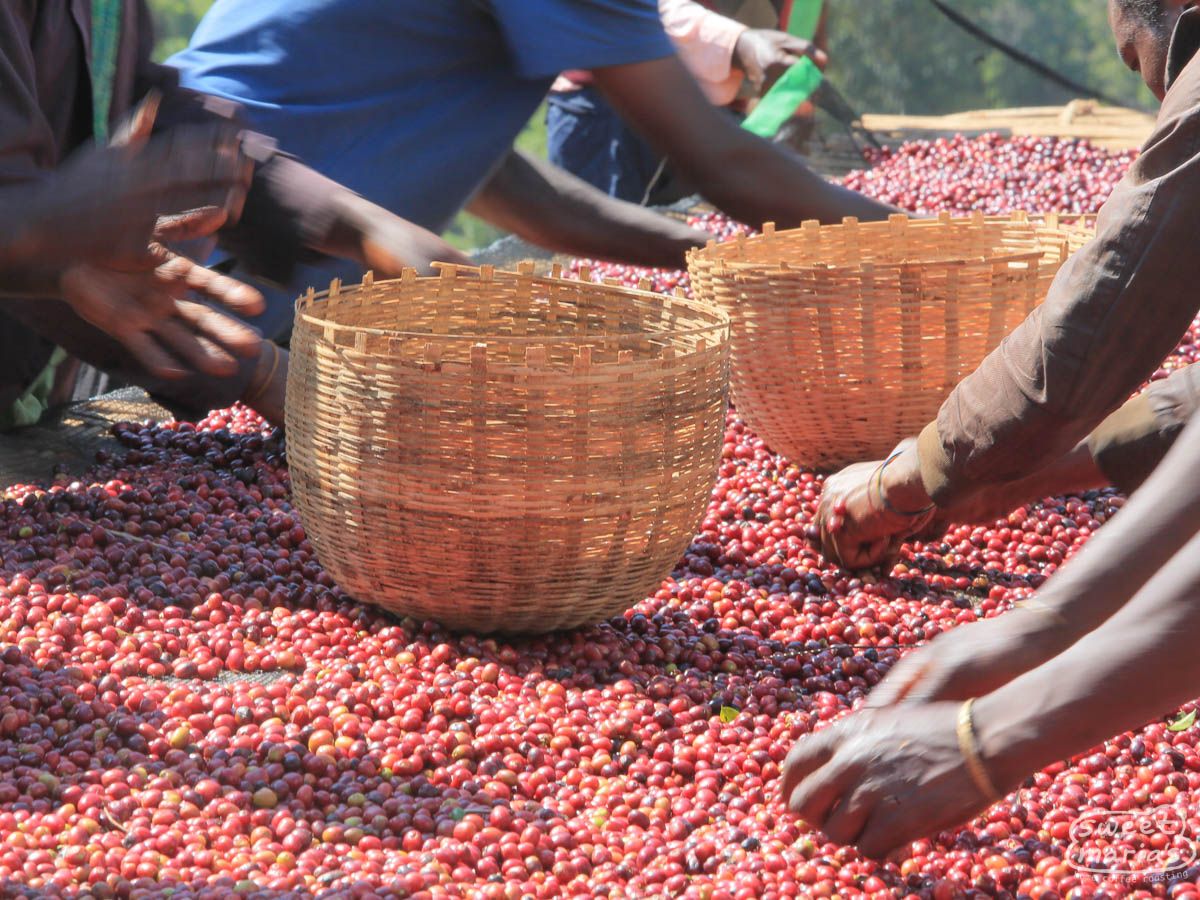 Ethiopia - Dry Process Natural