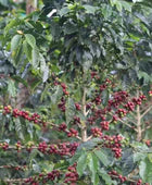 Colombia - Juicy Passion Fruit