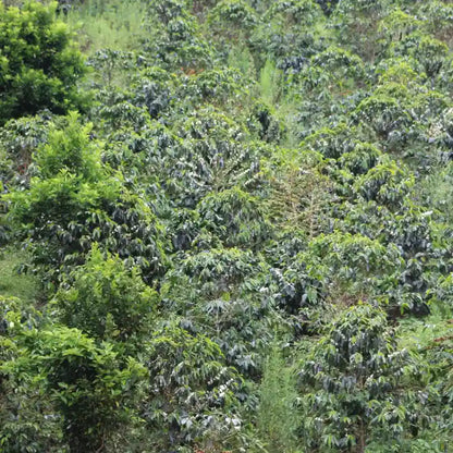 Colombia - Juicy Passion Fruit