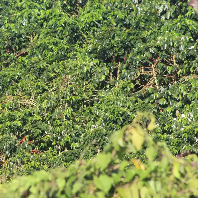 Colombia - Juicy Passion Fruit