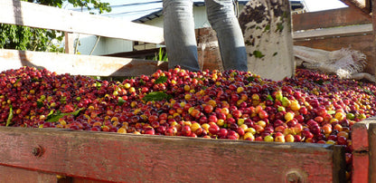 Costa Rica - Jaguar Honey