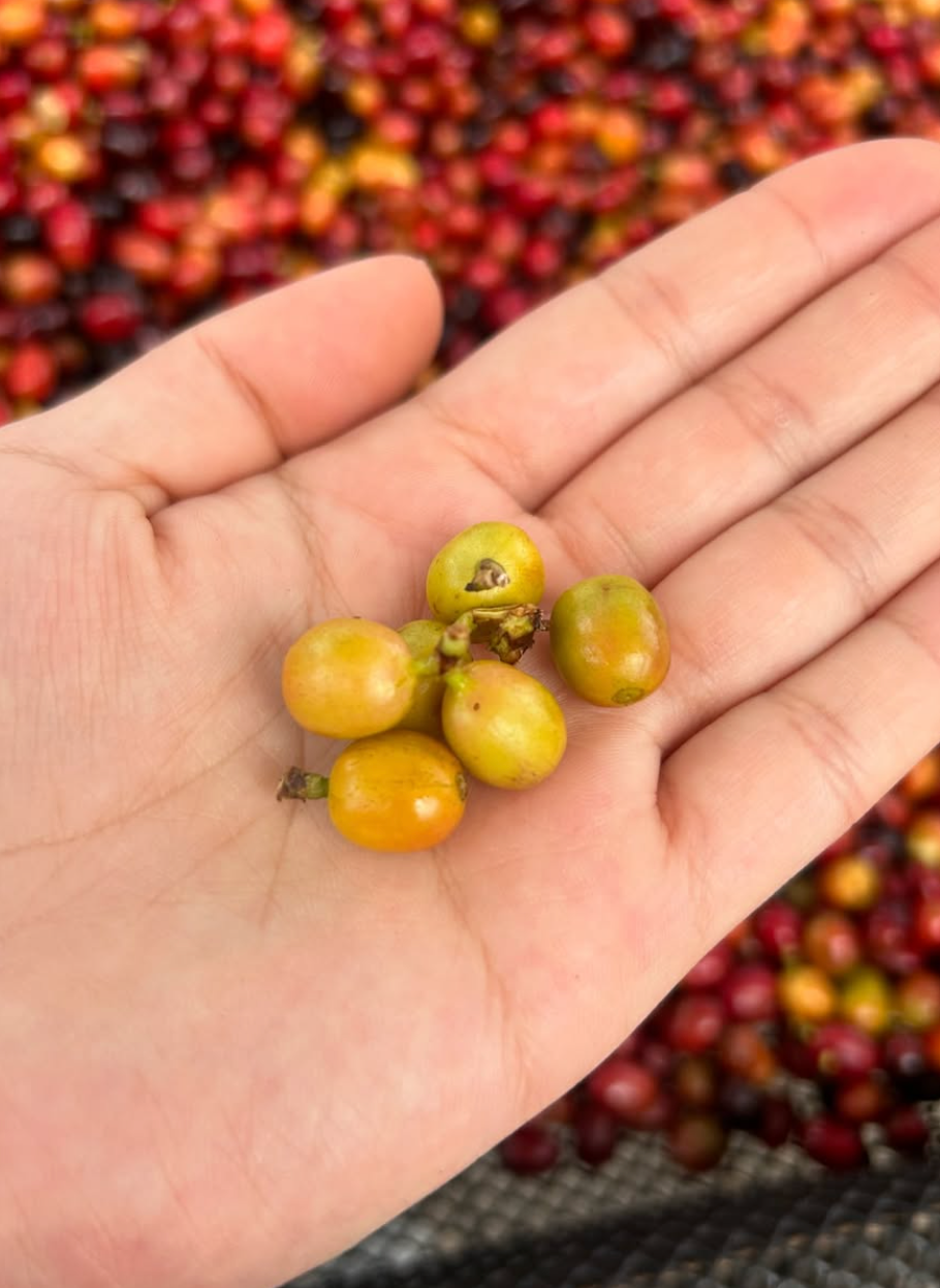 Colombia - Guava Banana - Natural Anaerobic