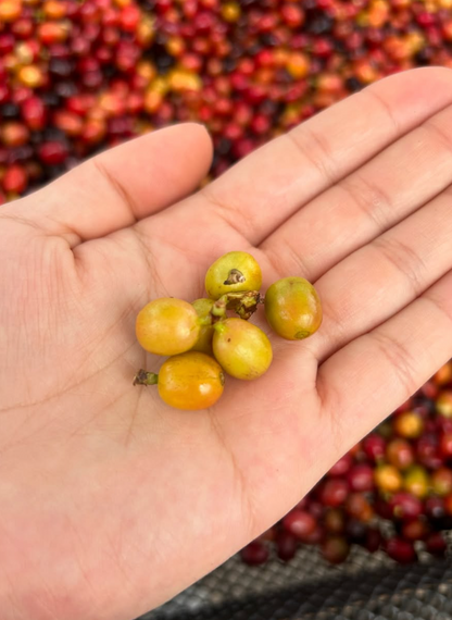 Colombia - Guava Banana - Natural Anaerobic