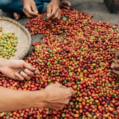 Colombia - Southern Huila - Double Ferment