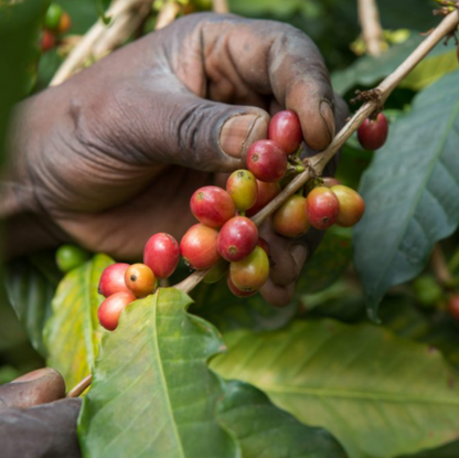 Uganda - Anaerobic