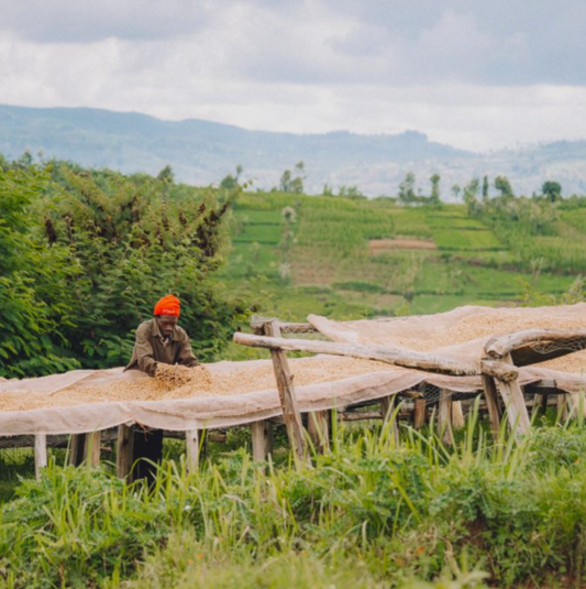 Burundi - Honey Peaberry