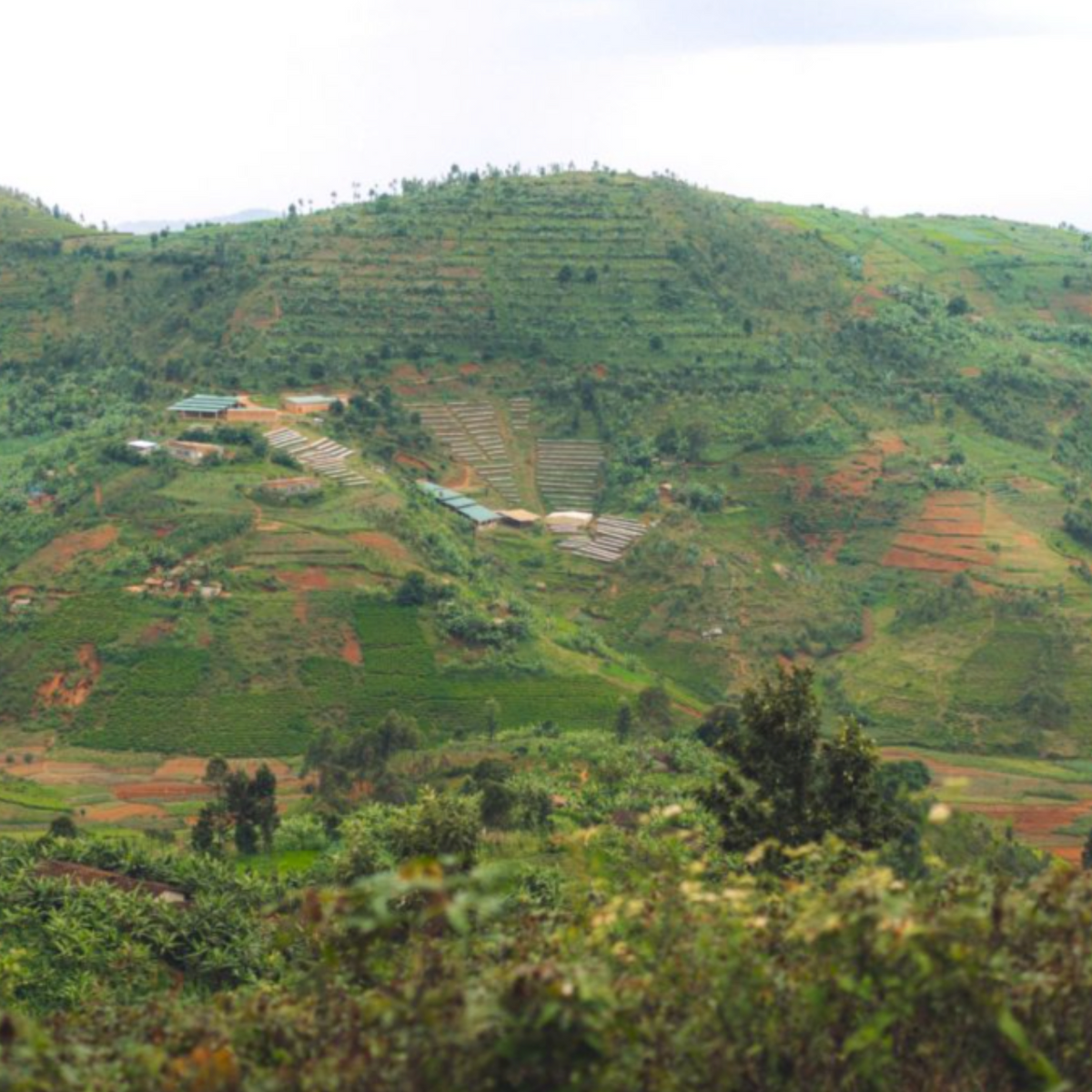 Burundi - Honey Peaberry