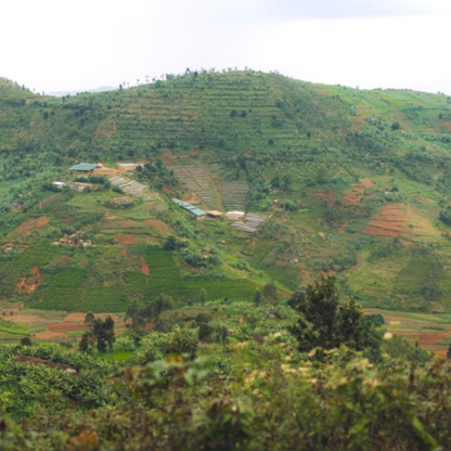 Burundi - Honey Peaberry