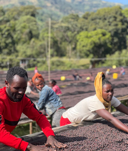 Ethiopia - Sidama Natural