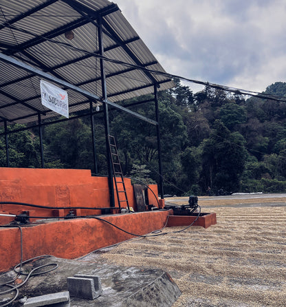 Guatemala - Maracaturra