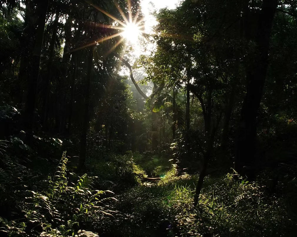 India - Culture-inoculated washed