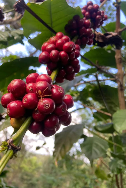 India - Culture-inoculated washed