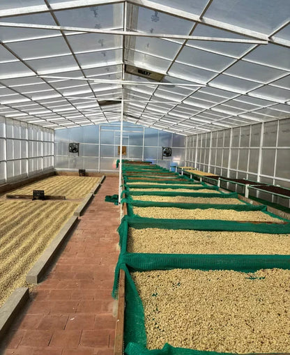 India - Culture-inoculated washed