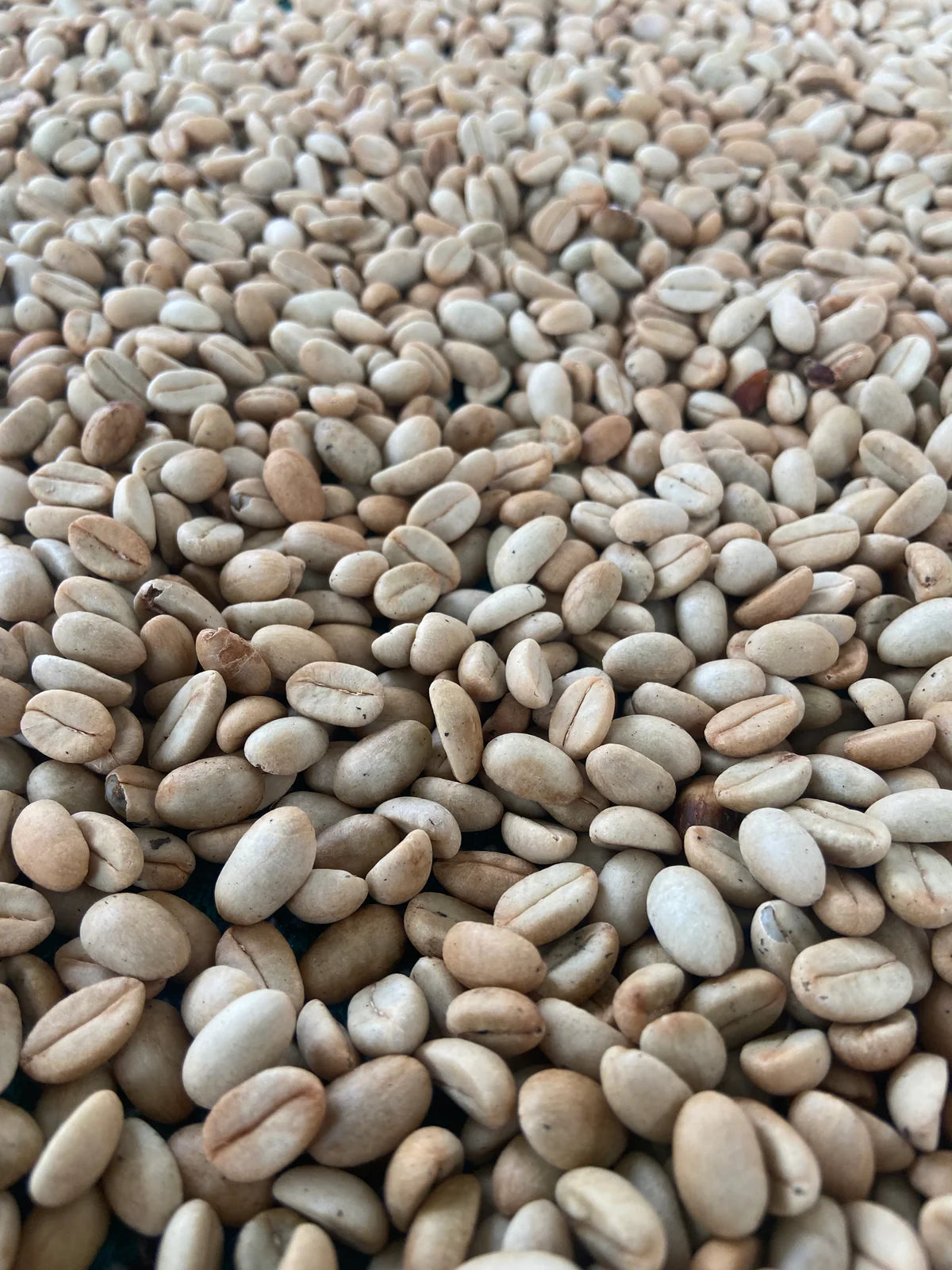 India - Culture-inoculated washed