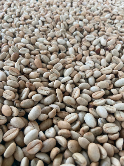 India - Culture-inoculated washed