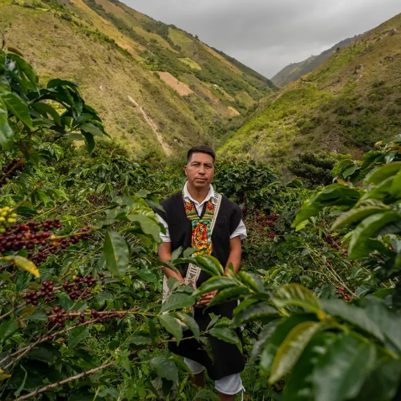 Colombia - Honey Mountain