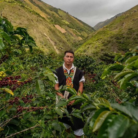 Colombia - Honey Mountain