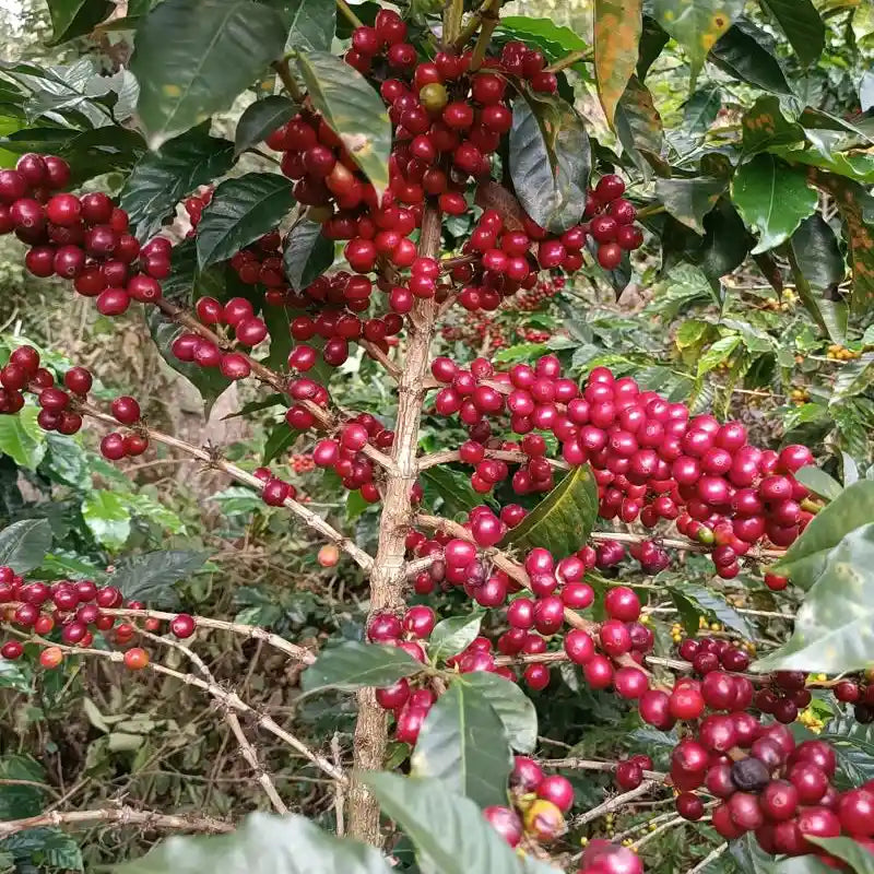 Colombia - Honey Mountain
