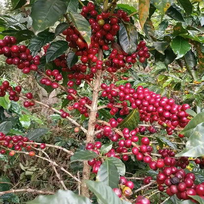 Colombia - Honey Mountain