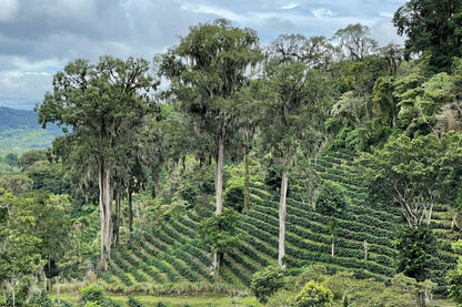 Nicaragua - Anaerobic Geisha