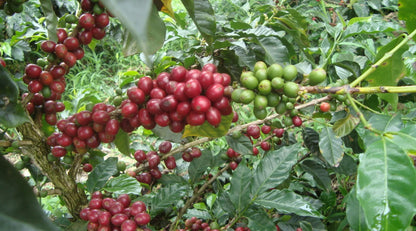 Colombia - Juicy Strawberry