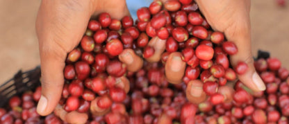 Ethiopia - Washed