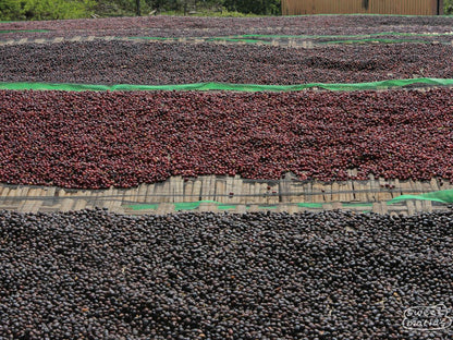 Ethiopia - Dry Process Natural