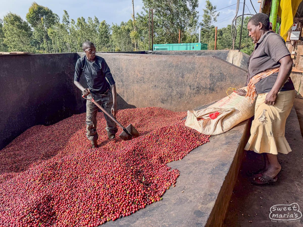 Kenya - Kirinyaga Peaberry