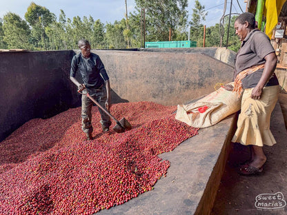 Kenya - Kirinyaga Peaberry
