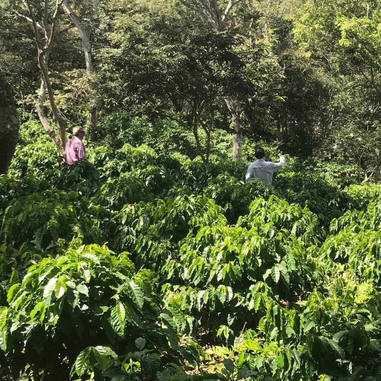 El Salvador - Washed
