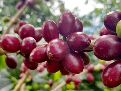 Colombia - Tropical Co-Ferment