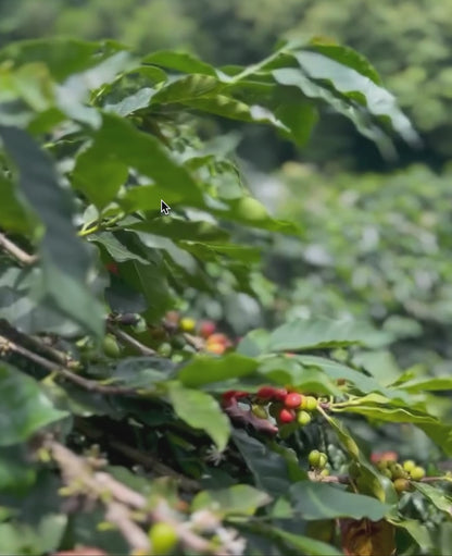 Colombia - Guava Banana - Natural Anaerobic
