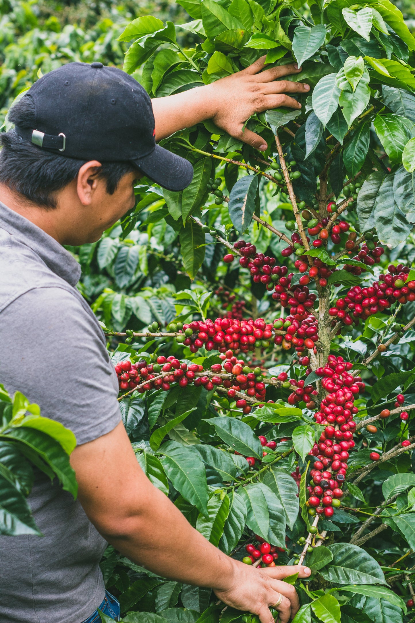 Colombia - Tropical Co-Ferment