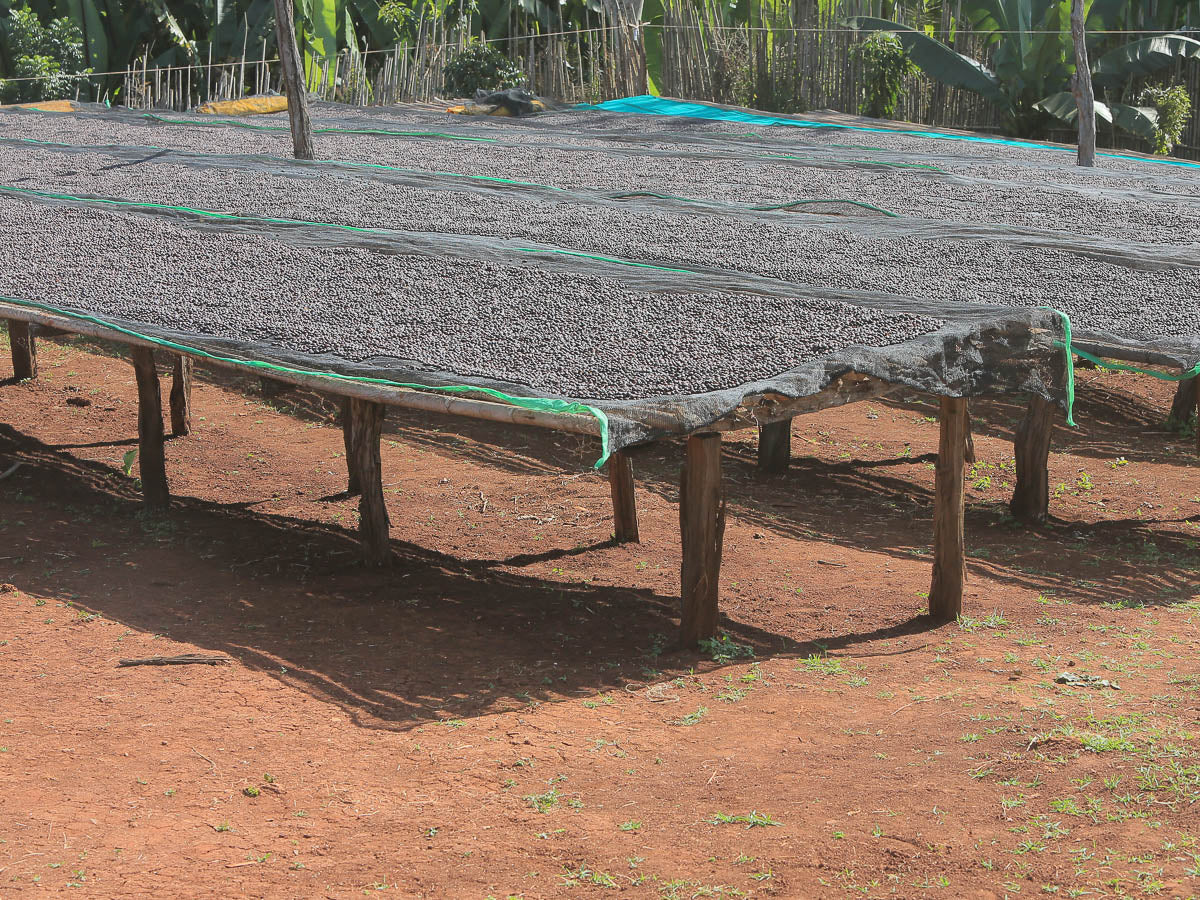 Ethiopia - Dry Process